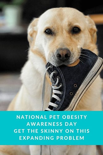 National Pet Obesity Awareness Day