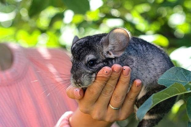 Obese Chinchilla