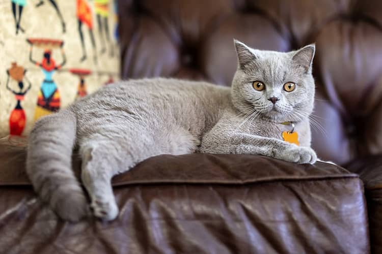 Obese British Shorthair