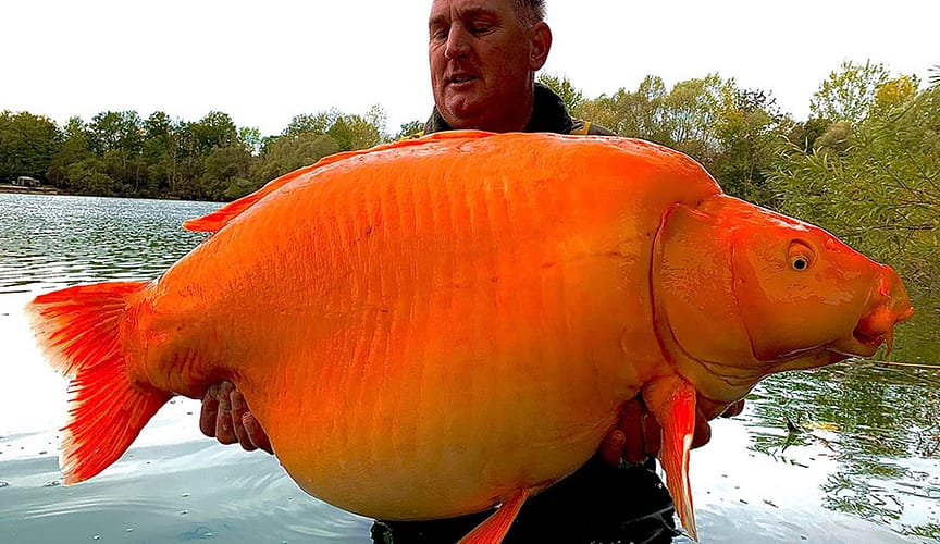 Obese Goldfish