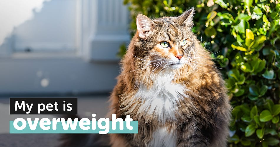 Royal Canin Obesity